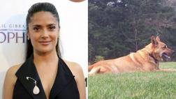 Salma Hayek pide justicia por su perro asesinado