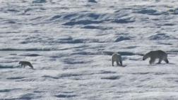 Captan a oso polar cometiendo canibalismo por falta de focas