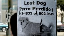 ¿Qué hacer si se pierde tu mascota?