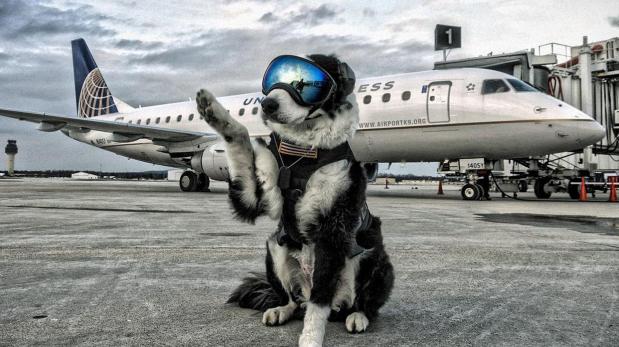 Este perro es el empleado estrella del aeropuerto de Michigan