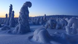 Riisitunturi: conoce este bello bosque de nieve en Finlandia
