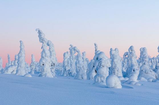 Riisitunturi: conoce este bello bosque de nieve en Finlandia