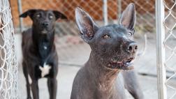 ¿Son menos deseadas las mascotas negras?