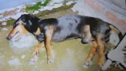 Huancayo: acusan a ex alcalde de envenenar a 3 gatos y 2 perros