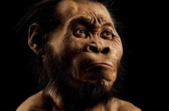 ¿Por qué el rostro y dientes de los homínidos son tan pequeños?