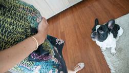 ¿Y ahora? ¿Qué harás con tu mascota?