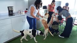 Más oficinas gozaron con perros rescatados