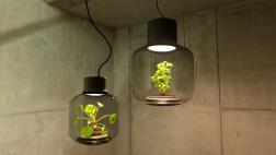 Mygdal Plantlamp, la lámpara en la que crecen flores sin agua