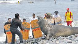 Número de animales marinos varados podría aumentar