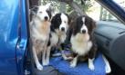 Mujer con cáncer busca hogar para sus tres perros