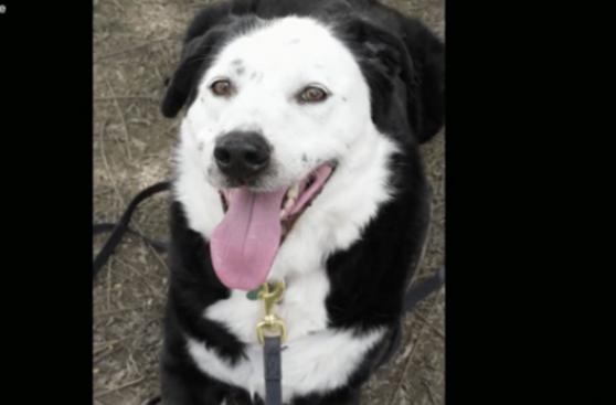 Este perro adoptado salvó su vida