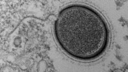 Japón: crean sensor que detecta virus en solo cinco minutos
