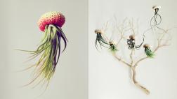 ¿Te atreverías a decorar con estas plantas en forma de medusa?