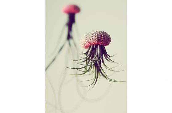 ¿Te atreverías a decorar con estas plantas en forma de medusa?