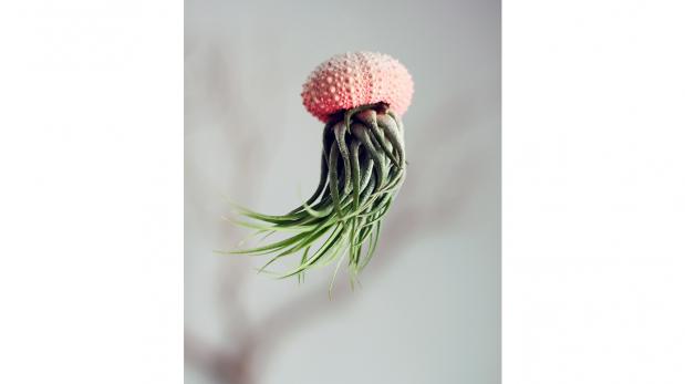 ¿Te atreverías a decorar con estas plantas en forma de medusa?