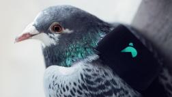 Una patrulla de palomas mide la contaminación en Londres
