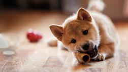 ¿Qué alimentos pueden matar a tu mascota?