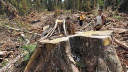 El poco uso y mucho abuso de los bosques en el Perú