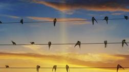 ¿A dónde van a morir las aves?