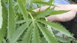 El cannabis ayudó a preservar pinturas de 1.500 años en India