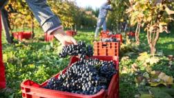 El cambio climático modifica las etapas de elaboración del vino