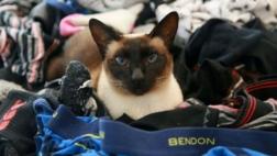 La gata que robaba ropa interior de hombre en Nueva Zelanda