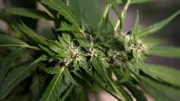 Chile tiene la mayor plantación legal de marihuana de la región