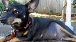 ¿Cómo lidiar con el embarazo psicológico de tu mascota?