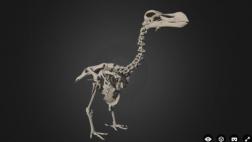 Crean el primer atlas 3D del extinto dodo