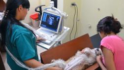 Ventanilla realiza esterilización de mascotas a S/10