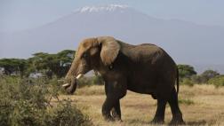 Fabricarán papel a partir de estiércol de elefante