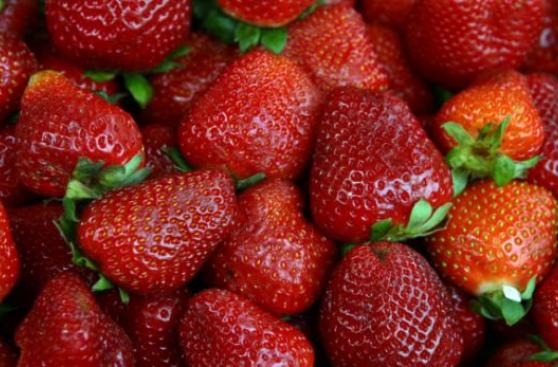Fresas podrían impulsar diversificación productiva de Tacna
