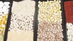 FAO recomienda al Perú incrementar su producción de legumbres