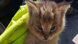 Tuvo noble gesto al rescatar 3 gatitos y se llevó gran sorpresa