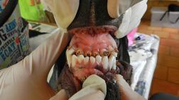 ‘Brackets’ para perros: ¿salud o vanidad?