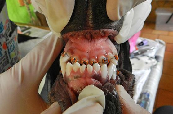 ‘Brackets’ para perros: ¿salud o vanidad?