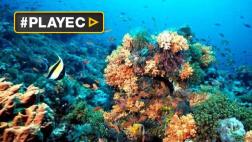 La Gran Barrera de Coral sufre la peor crisis de su historia