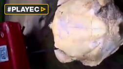 Jóvenes arrastran tortuga verde y luego la matan en Costa Rica