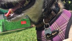 Registro de mascotas: una necesidad que clama adeptos