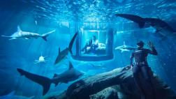 ¿Te atreverías a pasar una noche en un acuario de tiburones?