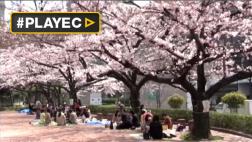 Japón se vuelve rosa con el sakura, época de cerezos en flor