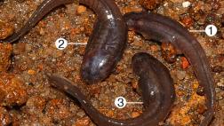 Descubren una nueva especie de renacuajo en la India