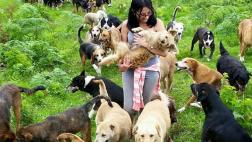 Un paraíso temporal para perros callejeros
