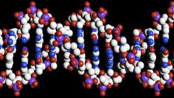 Nueva forma de lectura de ADN ayudaría a entender la evolución