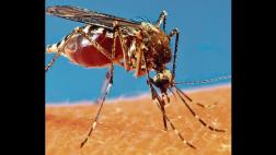 Áncash registra su primera muerte por dengue hemorrágico