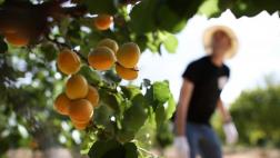 Dejar de desperdiciar comida frenaría el cambio climático