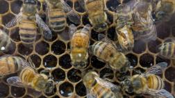 El primer suero contra veneno de abejas será probado en humanos