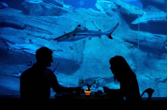 Así es una noche romántica entre tiburones en París [FOTOS]
