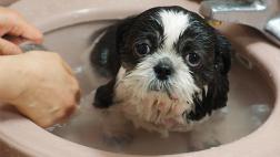 ¡Al agua pato! Y al agua perro, gato, ¿conejo?