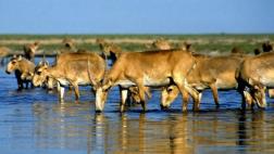 Bacteria habría causado la muerte de 200 mil antílopes saiga